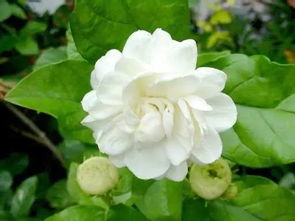 茉莉花骨朵变黄脱落怎么回事 茉莉花花蕾变黄落花是啥情况