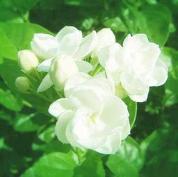 茉莉花是哪个城市的市花 江苏省十三市市花