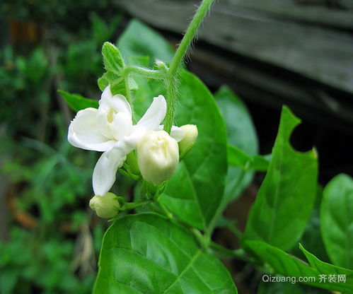 茉莉花怎么样栽培与管理 茉莉花为什么不吉利