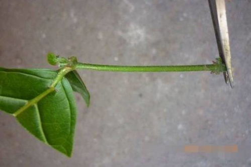 茉莉花扦插用老枝还是用嫩枝 茉莉花7月扦插能活吗