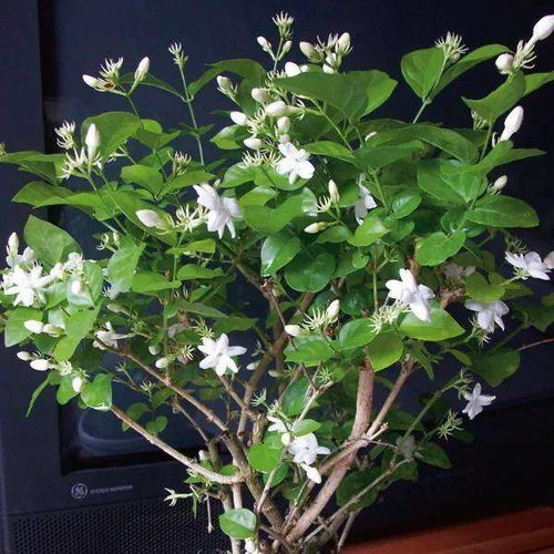 茉莉花怎么养护 茉莉花的栽培技术