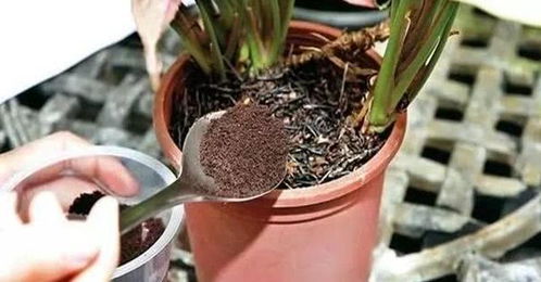 茶水浇花可以浇哪些花 剩下的茶水能不能浇花