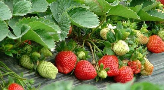 草莓是几月份 吃草莓最佳月份