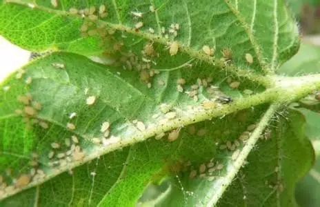 草木灰杀虫方法 不能使用草木灰的蔬菜