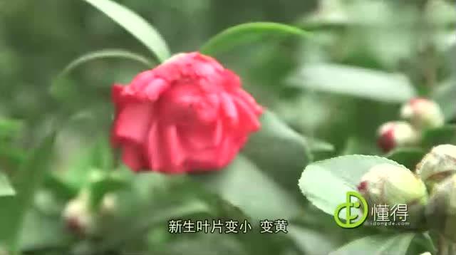 茶花养殖方法与技巧 茶花怎样种植和养护方法