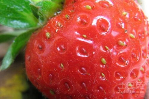 草莓种了8年了还在结果 草莓老苗是不是没有用了
