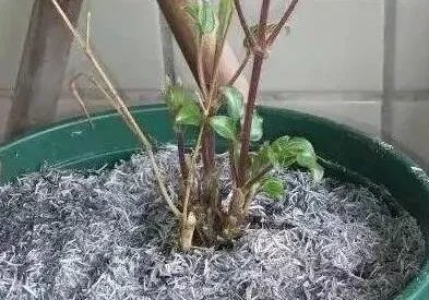 草木灰不适合养什么花 草木灰十大禁忌
