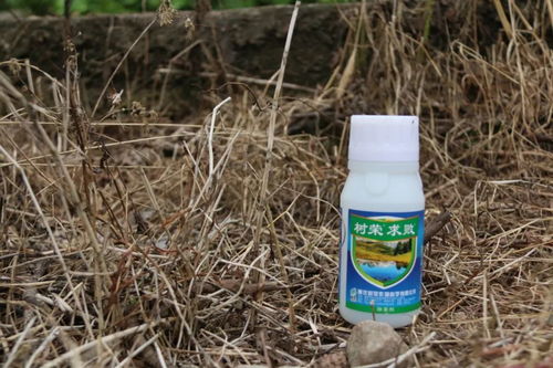 草甘膦兑什么死草又烂根 草甘膦喷在树皮上树能死吗