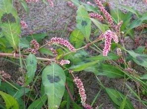 荆芥一年割几次 荆芥可以活几年