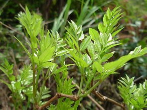 荆芥对身体的好处 荆芥的十大神奇功效