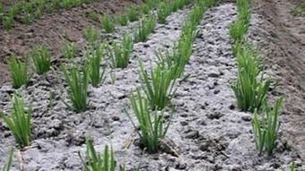 草木灰的作用与功效 草木灰能直接撒地里吗