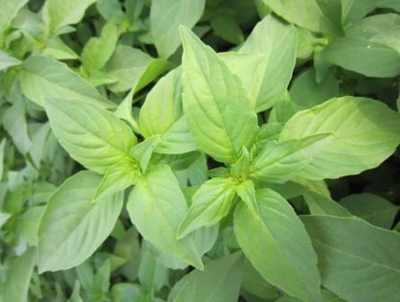 荆芥土话叫什么名 荆芥的别名薄荷