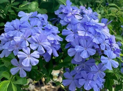 茶花光杆了多久可以重新长叶 茶花光杆几个月是不是死了