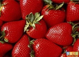 草莓生长季节 夏季能种草莓吗