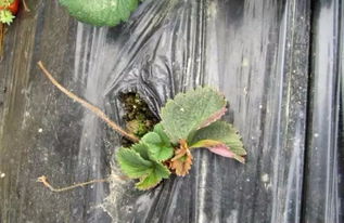 草莓大小叶一定是黄萎病吗 草莓得了黄萎病打什么药