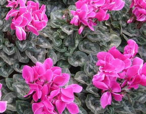 茶花夏天几天浇一次水 茶花夏天暴晒会死吗