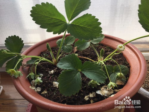 草莓上的籽能种出来吗 草莓种植过程