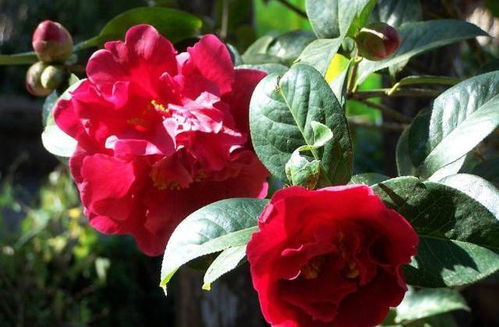 茶花在北方能养活吗 北方为什么养不活茶花