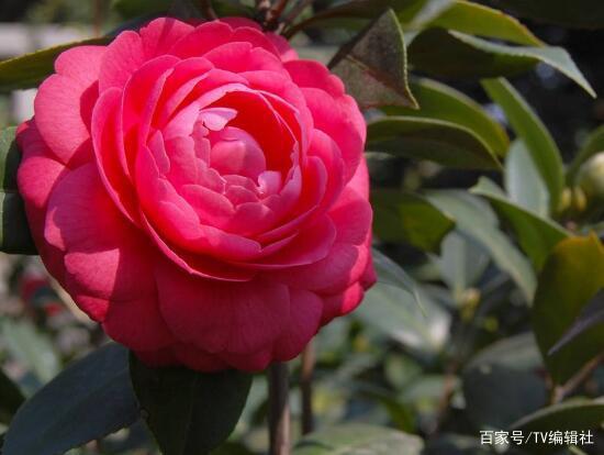 茶花代表什么象征意义 山茶花为什么不吉利