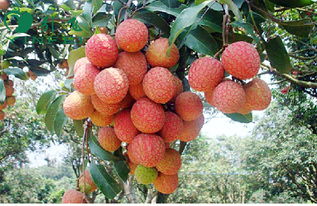 荔枝全世界只有中国有吗 荔枝在国外受欢迎吗