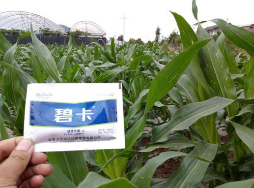 草铵膦可以打玉米地吗 草铵膦能打死玉米苗吗