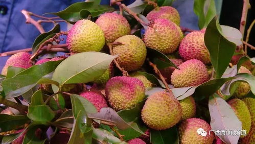 荔枝是几月到几月的水果 十大最吉利的水果