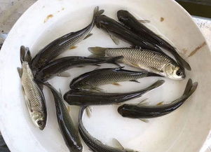 草鱼几个月长到三斤 草鱼从半斤长到3斤要多久