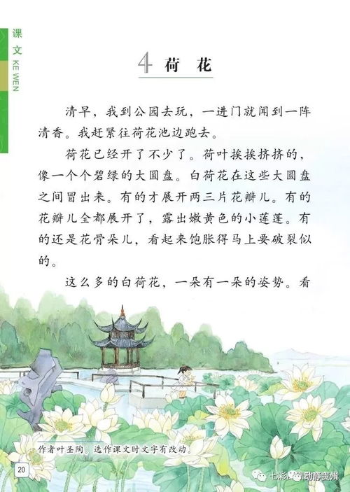 荷花三年级下册课文 小学荷花课文全文