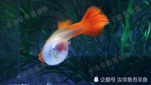 草金鱼自己会繁殖吗 草金鱼繁殖的前兆