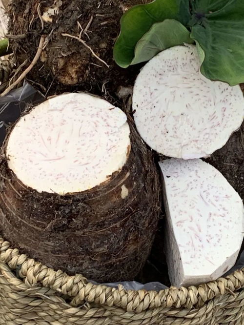 荔浦芋头百科 吃荔浦芋头的禁忌