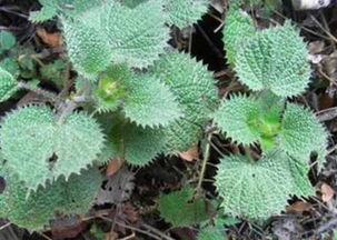 荨麻草能治什么病 荨麻草长期吃对人有什么好处