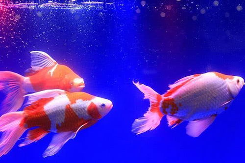 草金鱼养了二年还很小 草金鱼产卵必须有水草吗