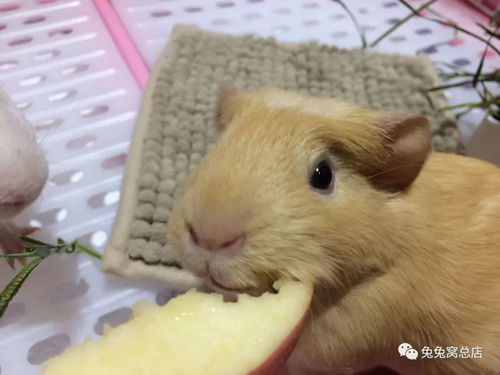 荷兰猪一只多少元 为什么不建议养荷兰猪