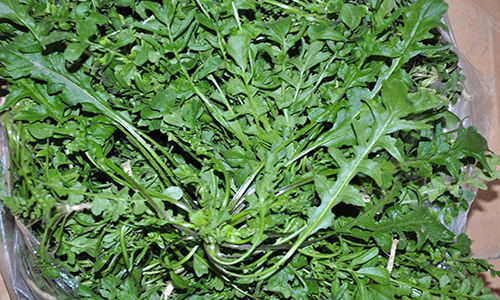 荠菜哪三种人不能吃 荠菜能治什么病