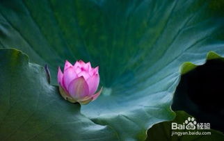 荷花一共有多少颜色 形容荷花颜色的词