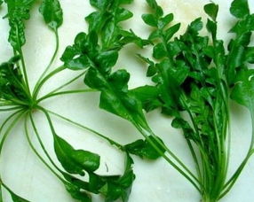 荠菜的最佳搭配 荠菜和什么菜做馅最搭