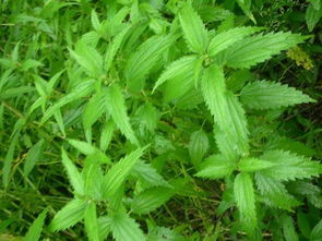 荨麻叶碰到皮肤什么反应 荨麻叶为什么不能摸