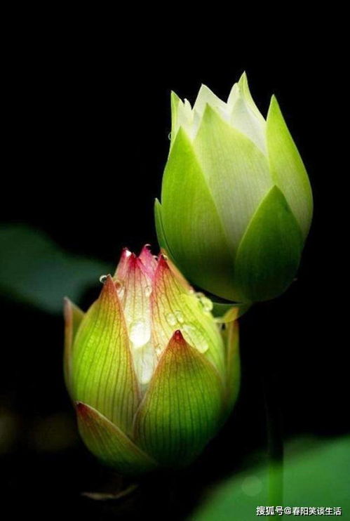 荷花烟的经典一句话 荷花短句八个字