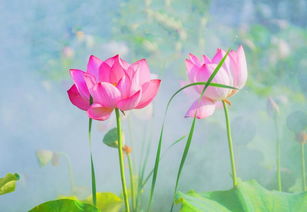 荷花适合送给什么人 荷花可以随便送给人吗