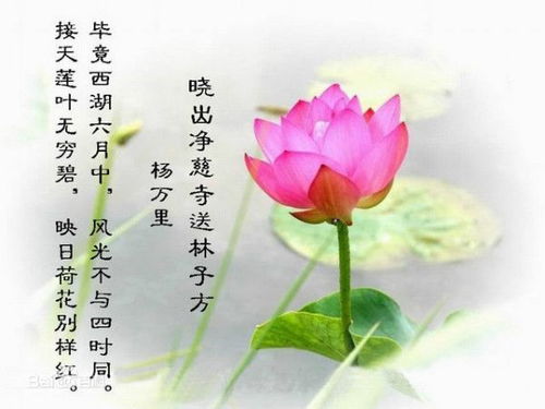 莎士比亚玫瑰诗句 泰戈尔关于玫瑰的诗句