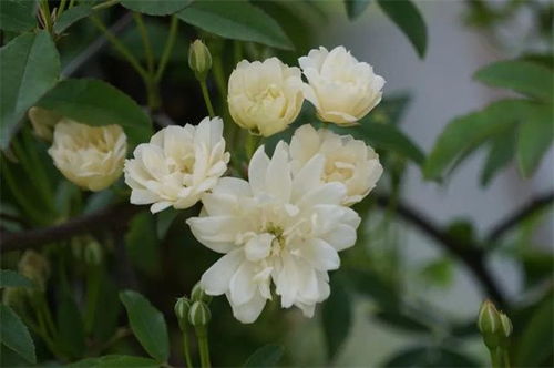 荼蘼花象征什么 花开荼蘼下一句是什么