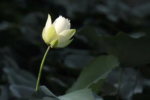 荷花象征意义和精神品质 荷花的精神和内涵