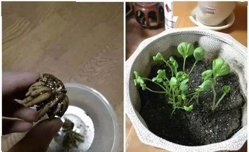 莲子催芽方法 莲子种子泡水几天发芽