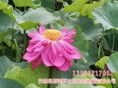 荷花种子种植方法和时间 荷花籽泡出芽怎么栽种