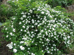 荼靡的花语和寓意 红荼蘼的花语和寓意