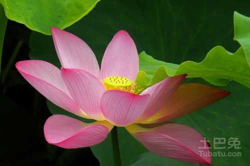 荷花放家里的寓意 荷花放什么位置招财