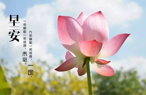 荷花的花蕊是什么样子的 描写荷花花蕊的优美句子