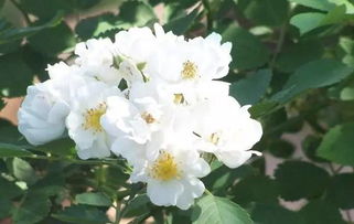荼蘼花的花语是什么意思 花开荼蘼下一句是什么