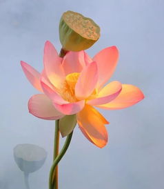 荷花养家里是破财还是聚财 荷花养在家里吉利吗