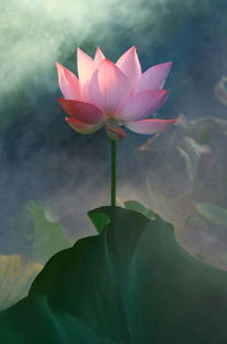 荷花的文化内涵 荷花的人生哲理